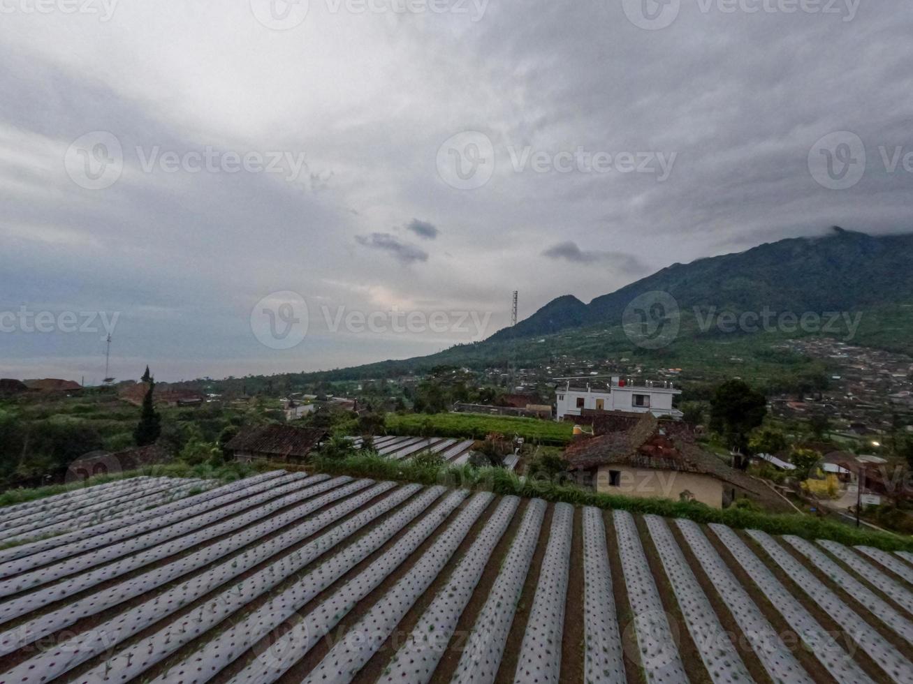 el uso de plástico para la industria agrícola todavía es necesario para evitar el crecimiento de hierba alrededor de los productos agrícolas cultivados foto