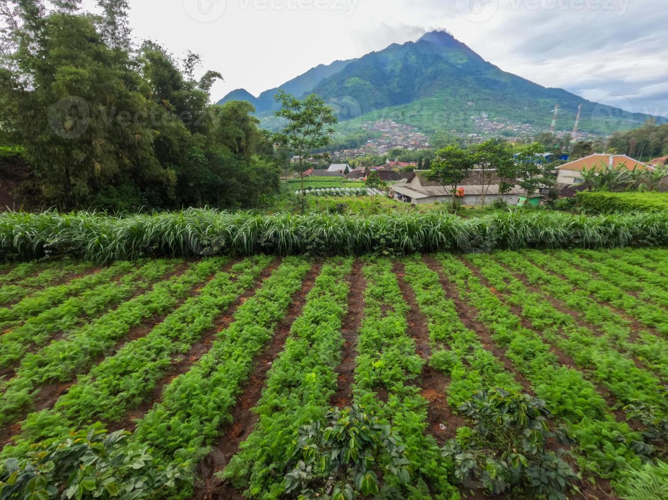 The appearance of Mount Merapi Boyolali, Central Java seen from the north side with agricultural land as foreground photo