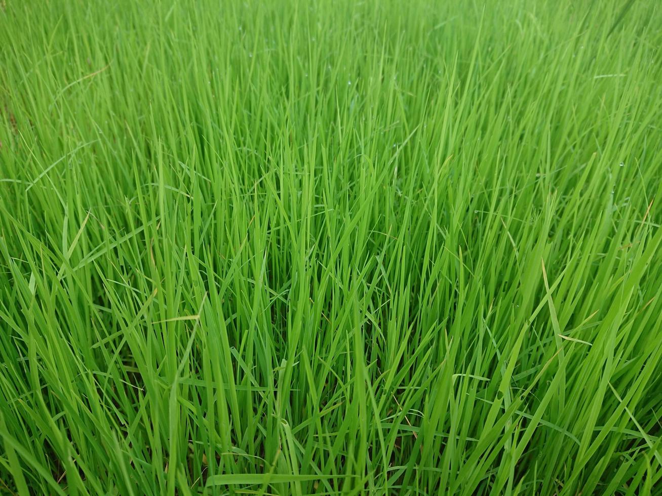 semillas de arroz recién cultivadas foto