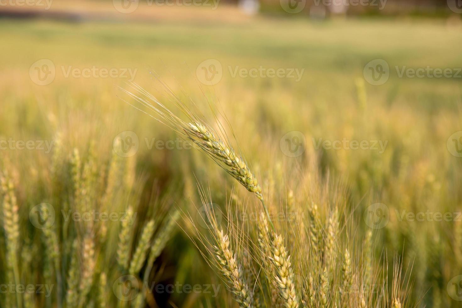 Green barley field in summer time. photo