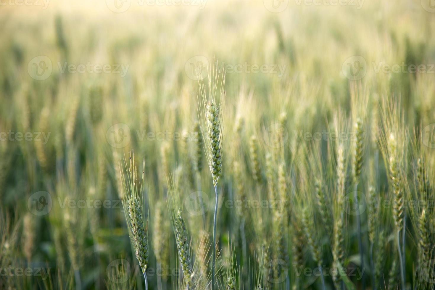 Landscape view of wheat field. photo