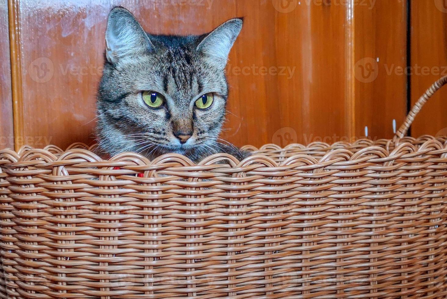 un gato sentado en la canasta. foto