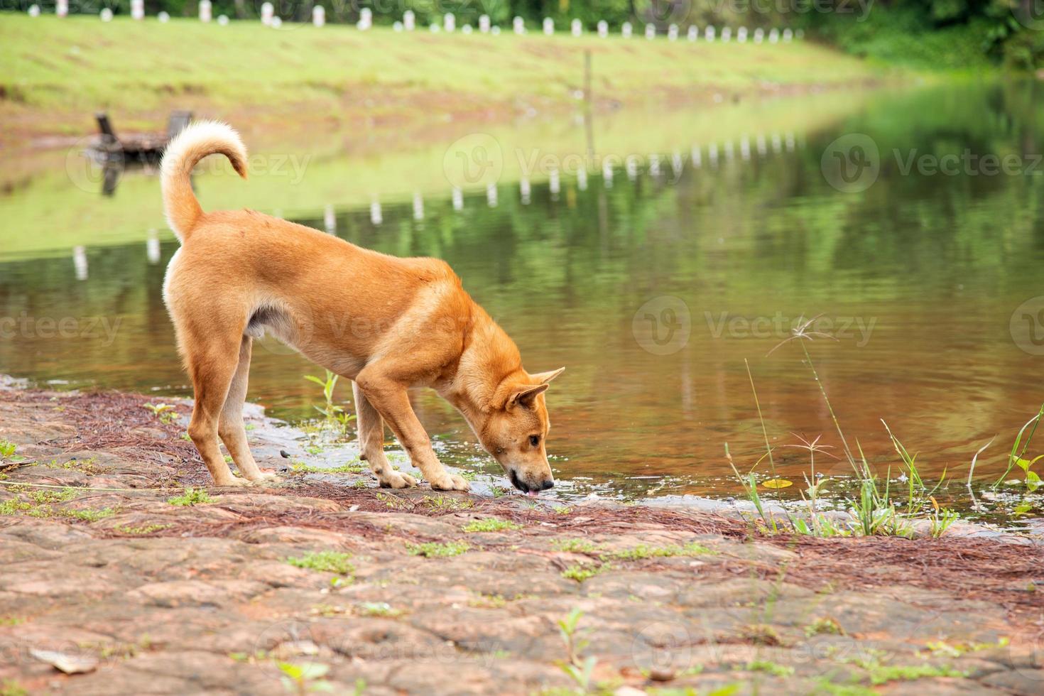 A brown dog standing near river. photo