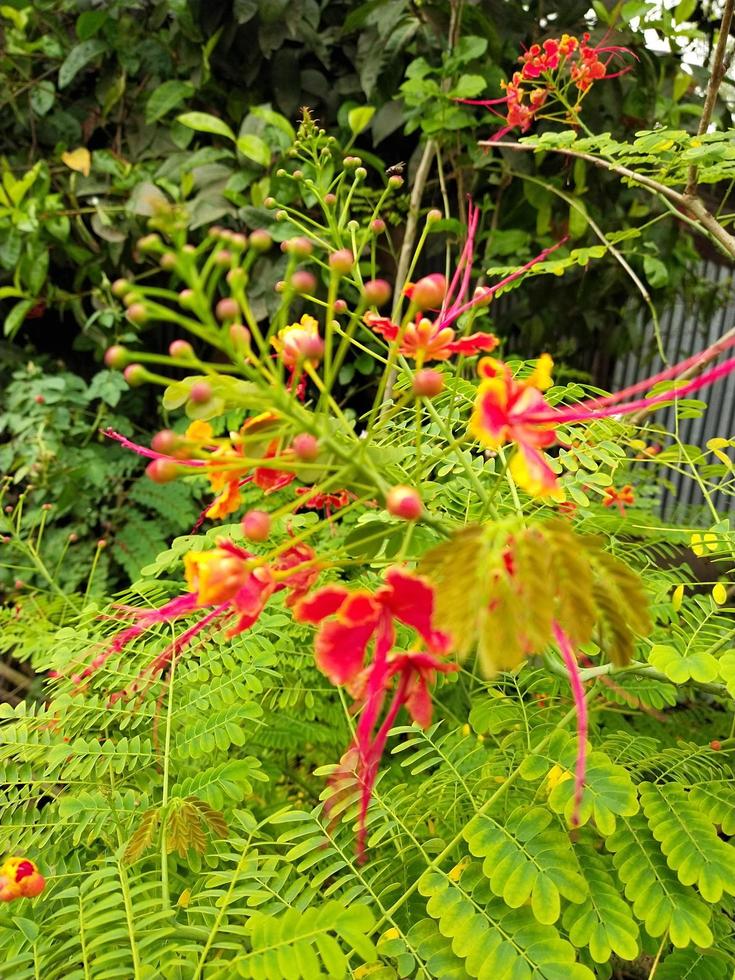 hermosa flor caesalpinia con la naturaleza foto