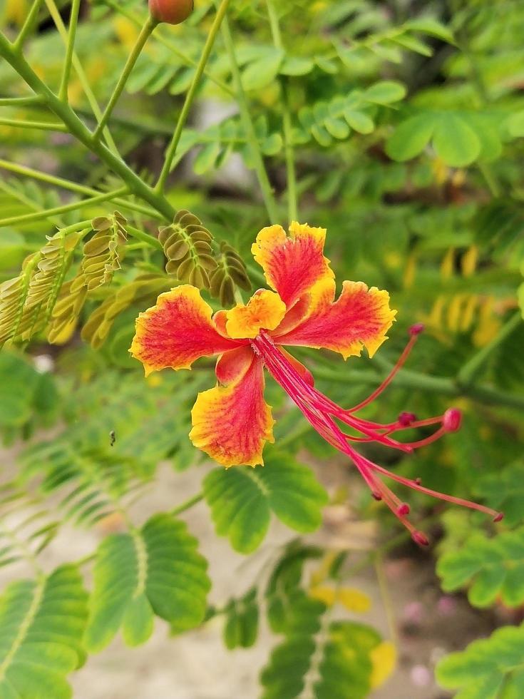 hermosa flor caesalpinia con la naturaleza foto