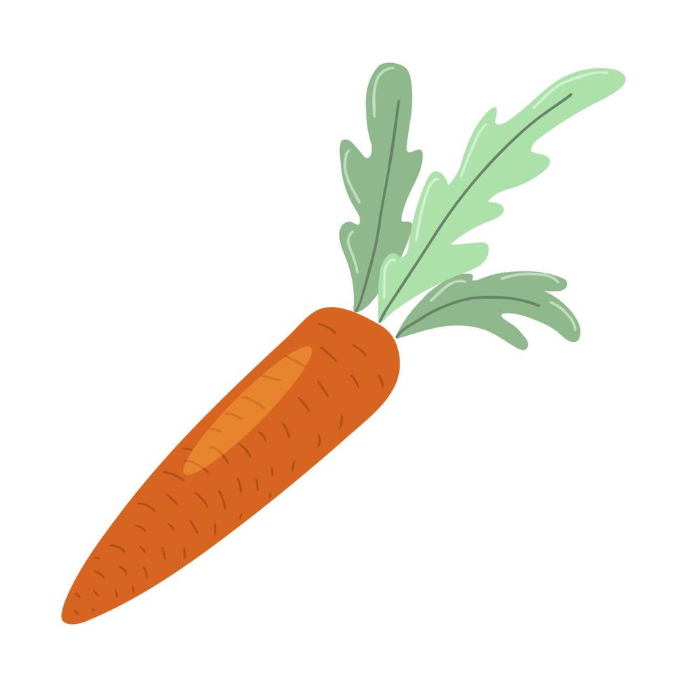 zanahoria entera dulce fresca con tapas. alimentos orgánicos de la granja. verdura madura de verano con hojas verdes. ilustración de vector de dibujos animados dibujados a mano aislado en blanco