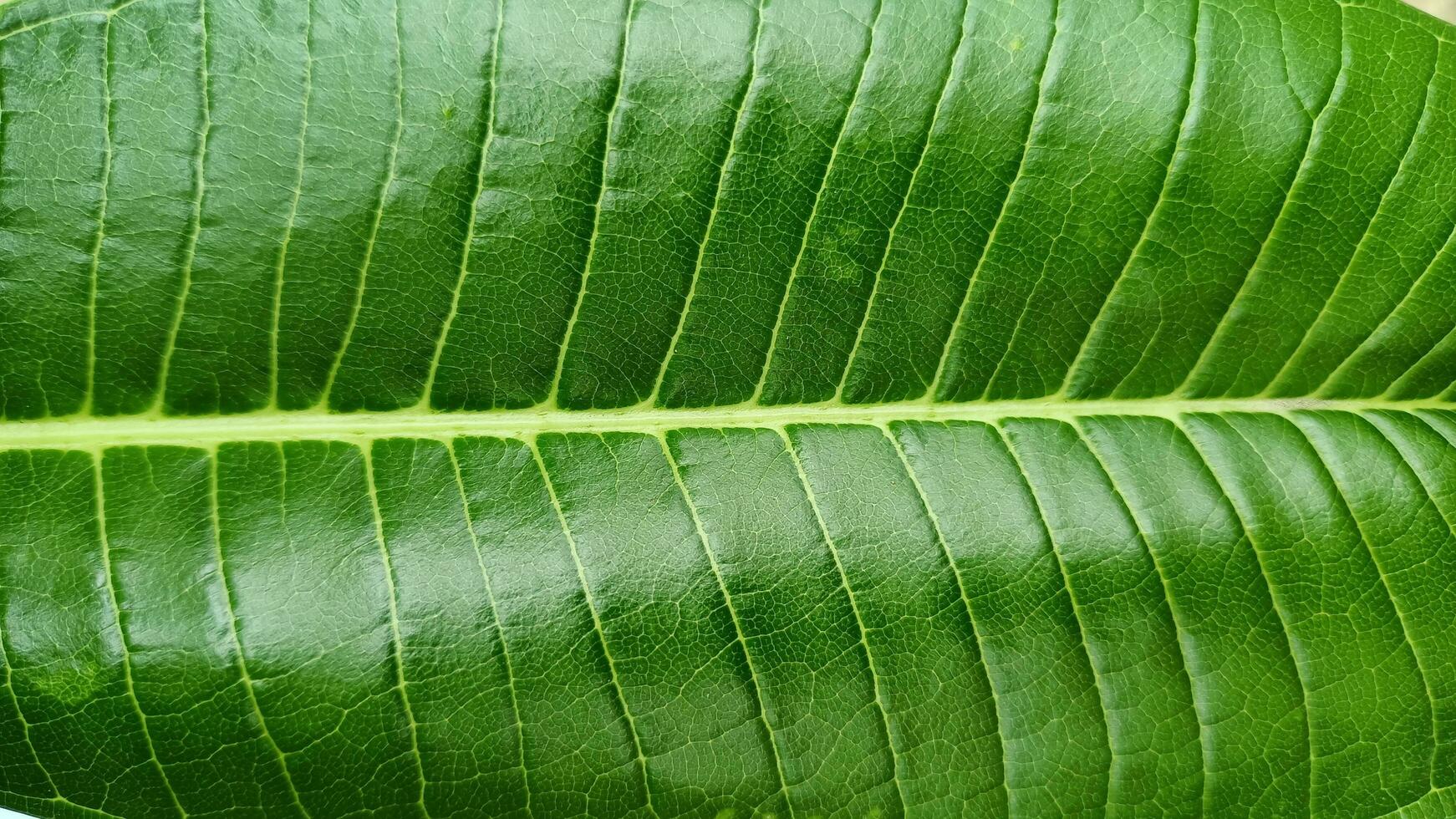 foto de hojas verdes frescas