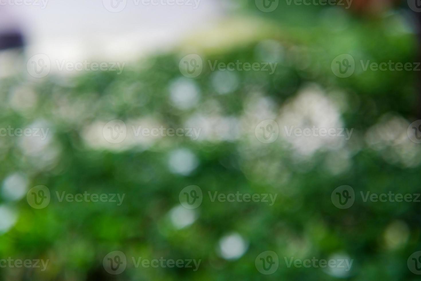 Abstract nature blurred  bokeh green leaves background, Abstract bokeh light photo