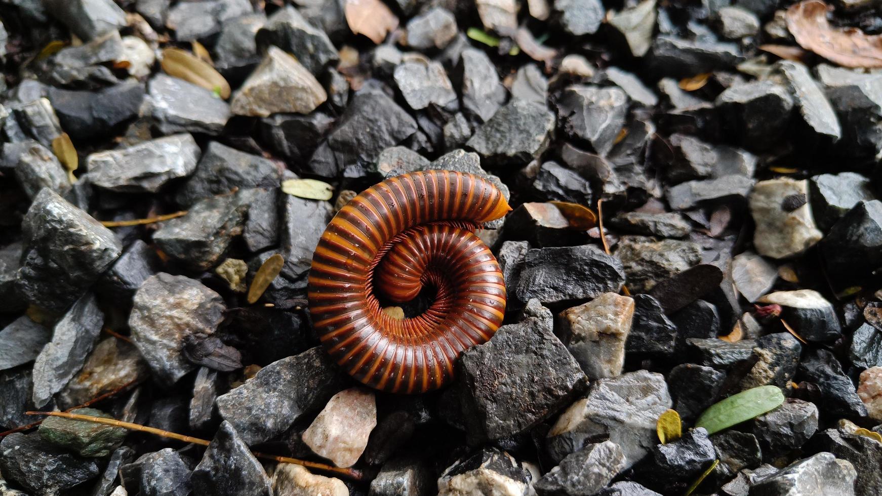 Millipedes are an order of invertebrates belonging to the phylum Arthropoda photo