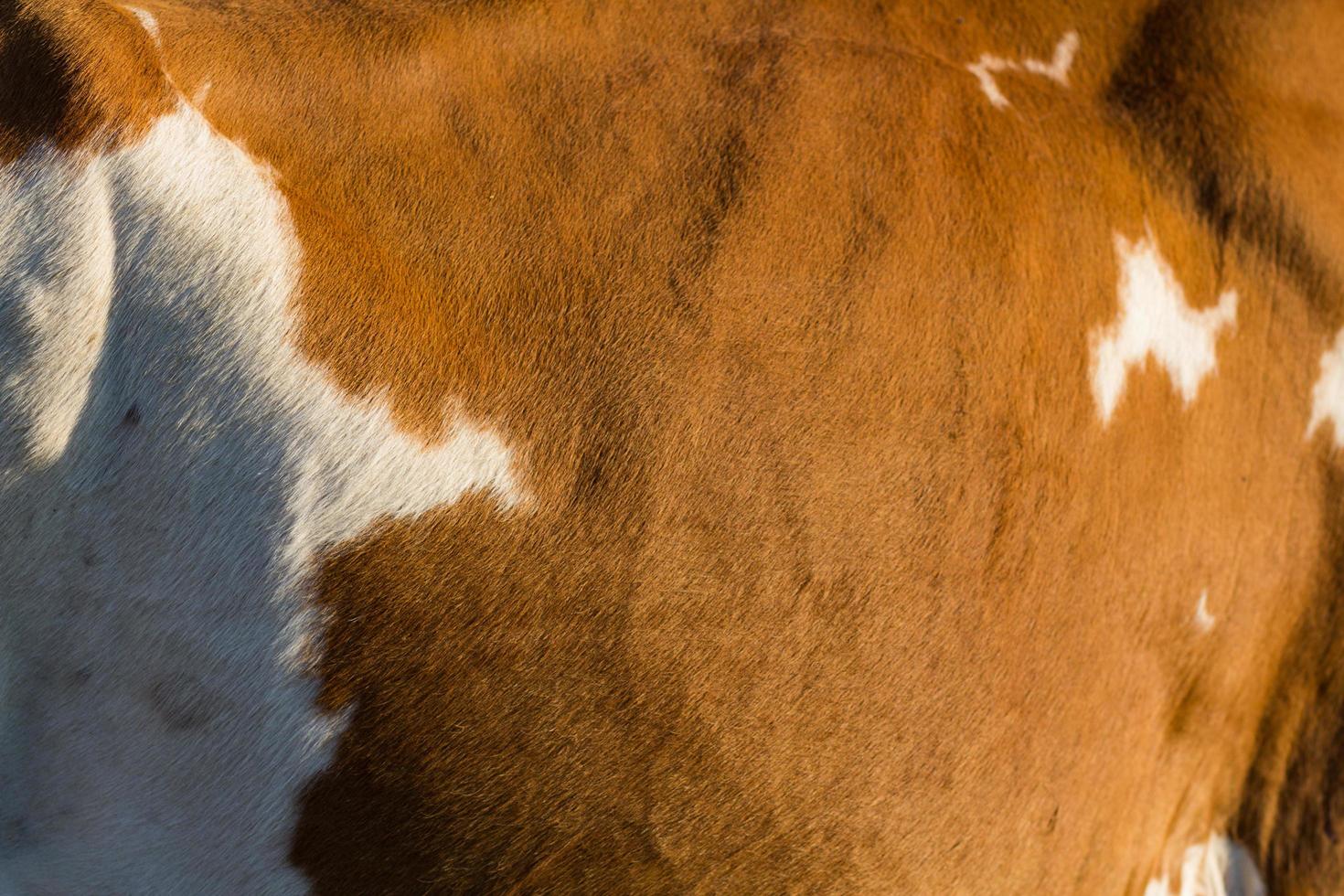 rebaño de vacas en el prado de verano, vacas pastando en la hierba. foto