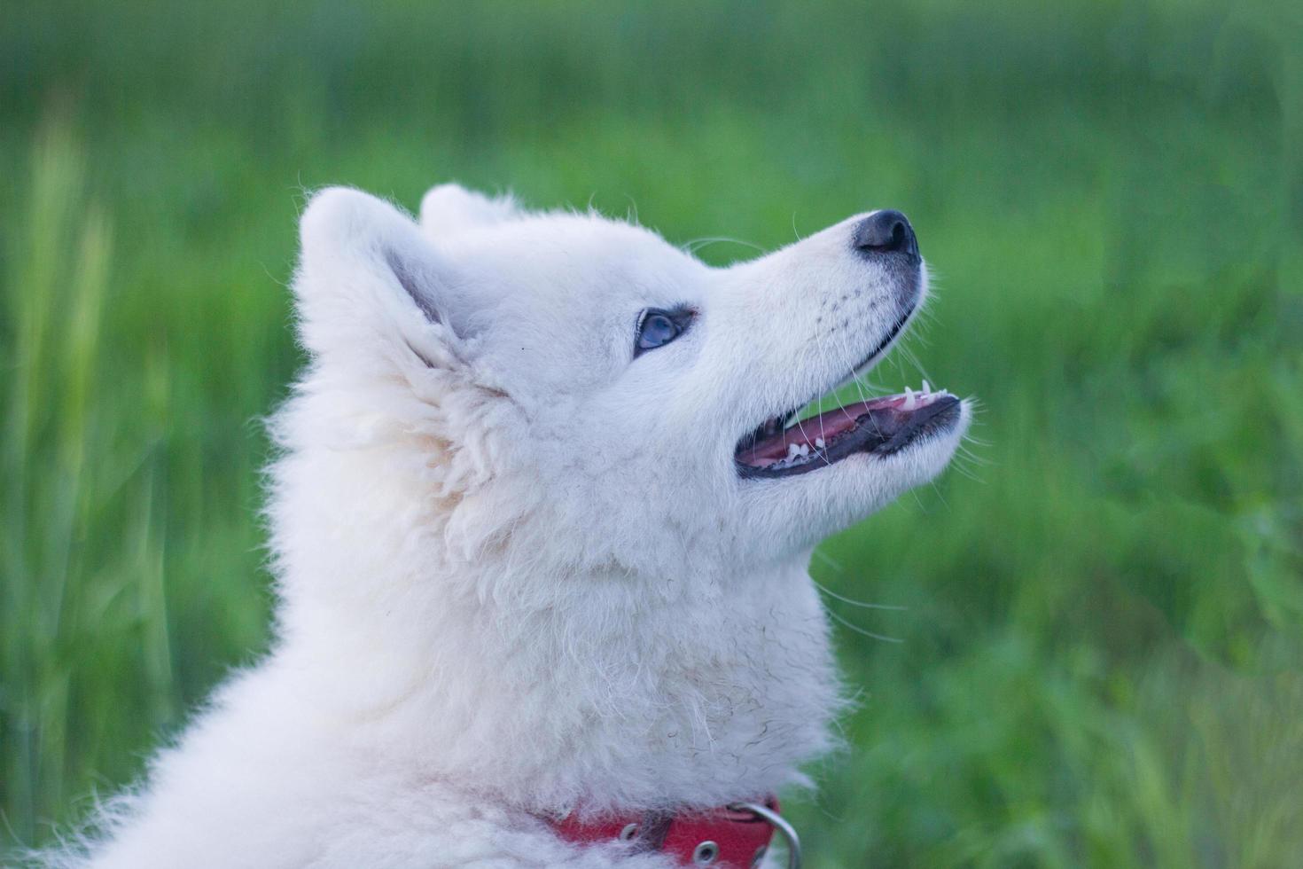 hermoso husky samoyedo blanco jugando en los campos verdes foto