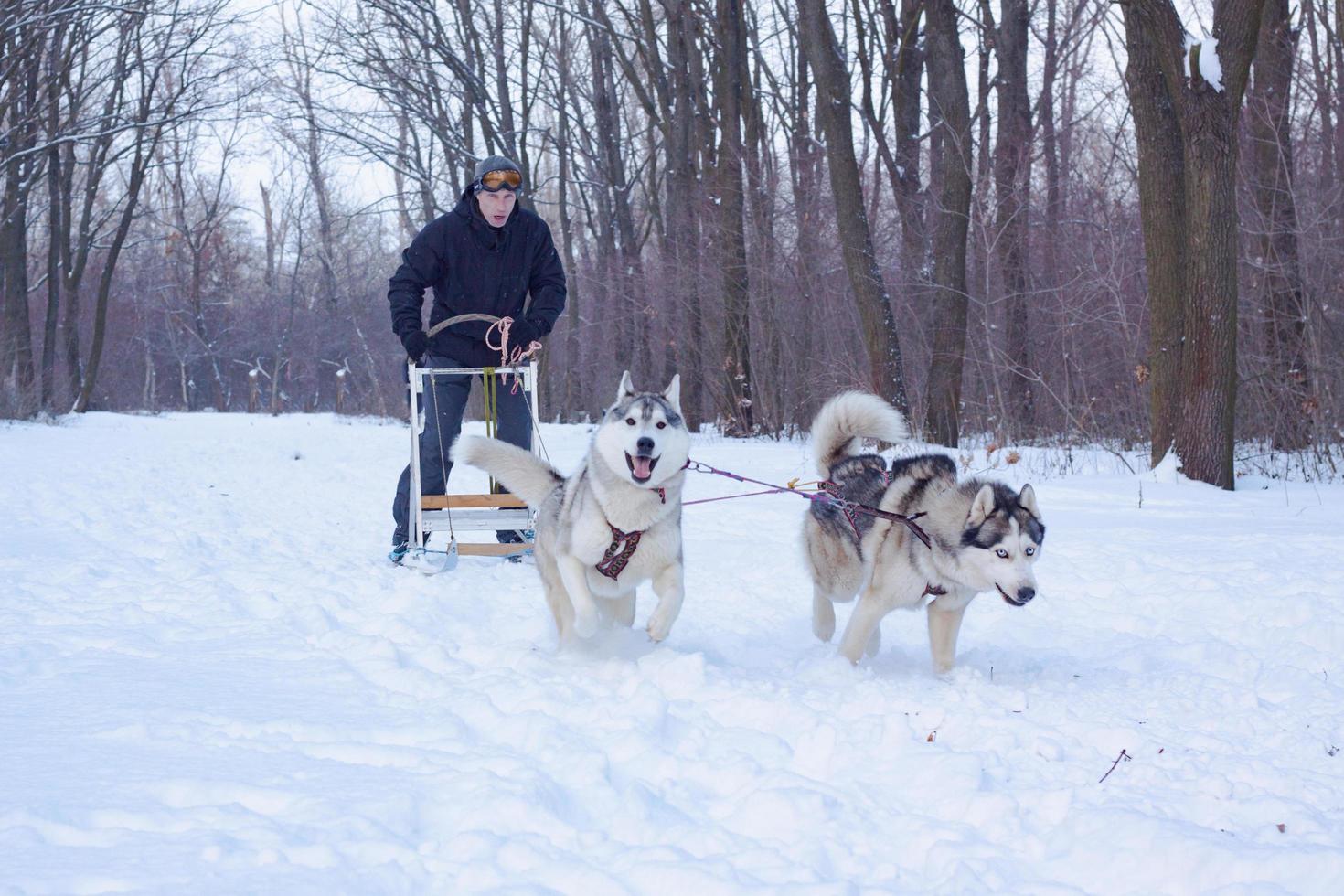 Siberian Husky dogs are pulling a sledge with a man in winter forest photo