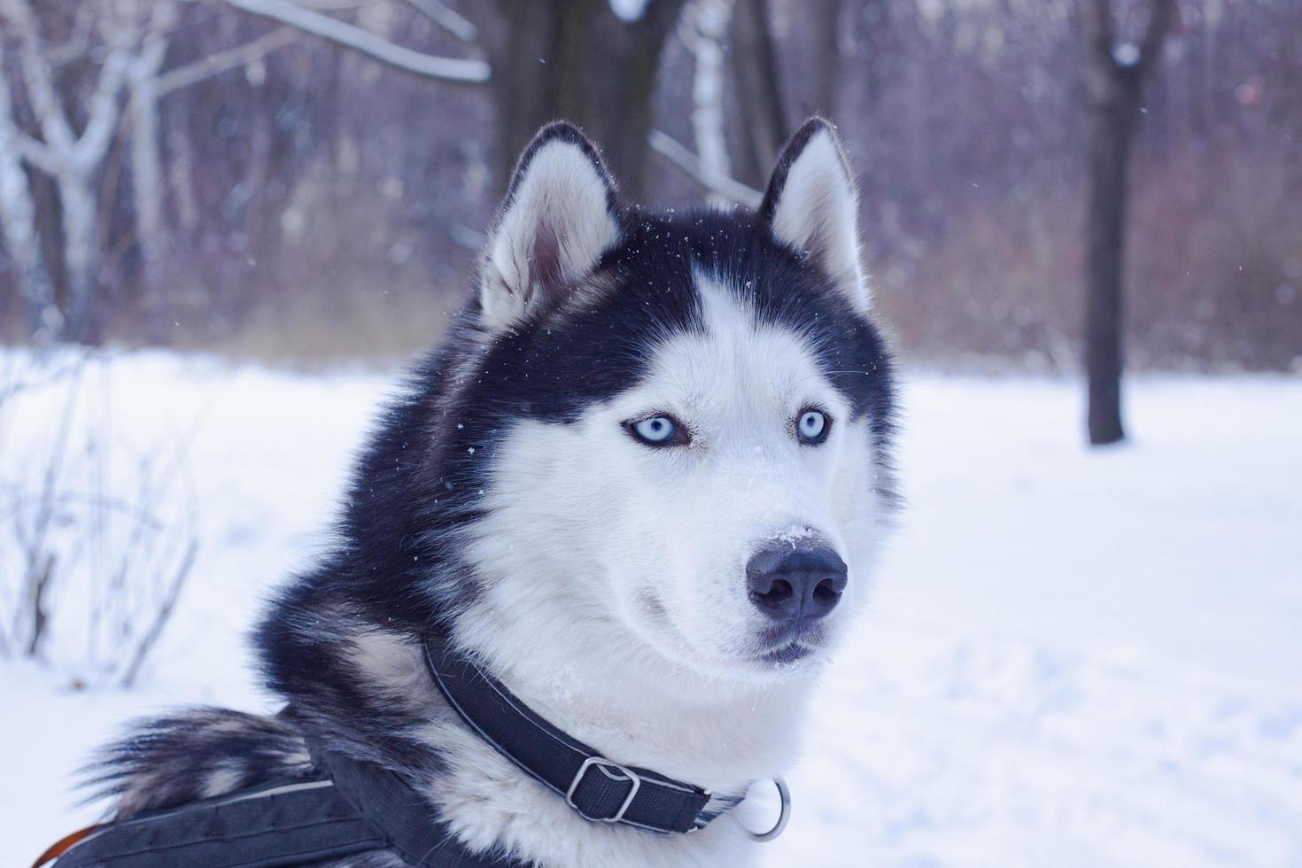 Sledge dogs in snow, race siberian husky dogs in winter forest photo