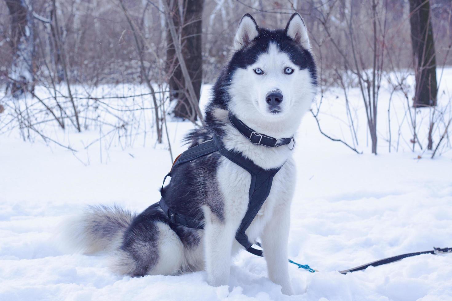 Sledge dogs in snow, race siberian husky dogs in winter forest photo