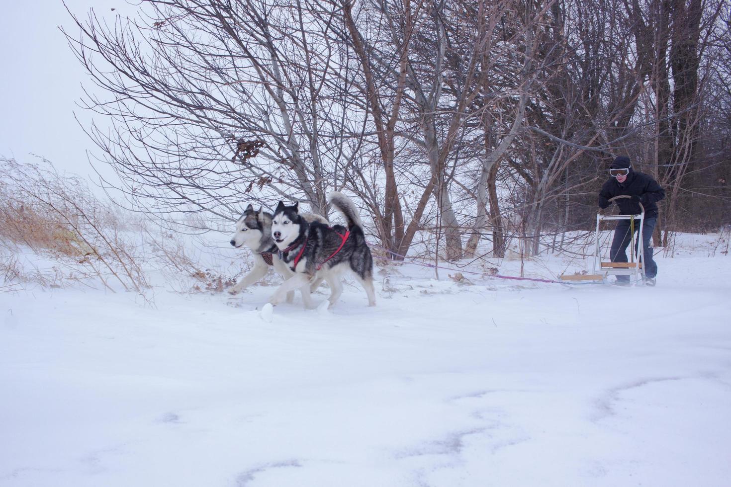 Siberian Husky dogs are pulling a sledge with a man in winter forest photo