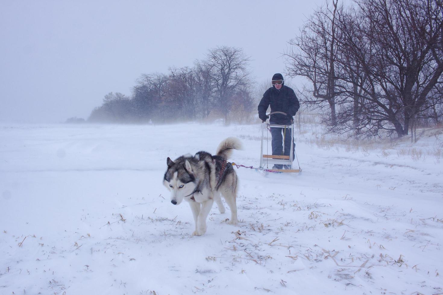 Siberian Husky dogs are pulling a sledge with a man in winter forest photo