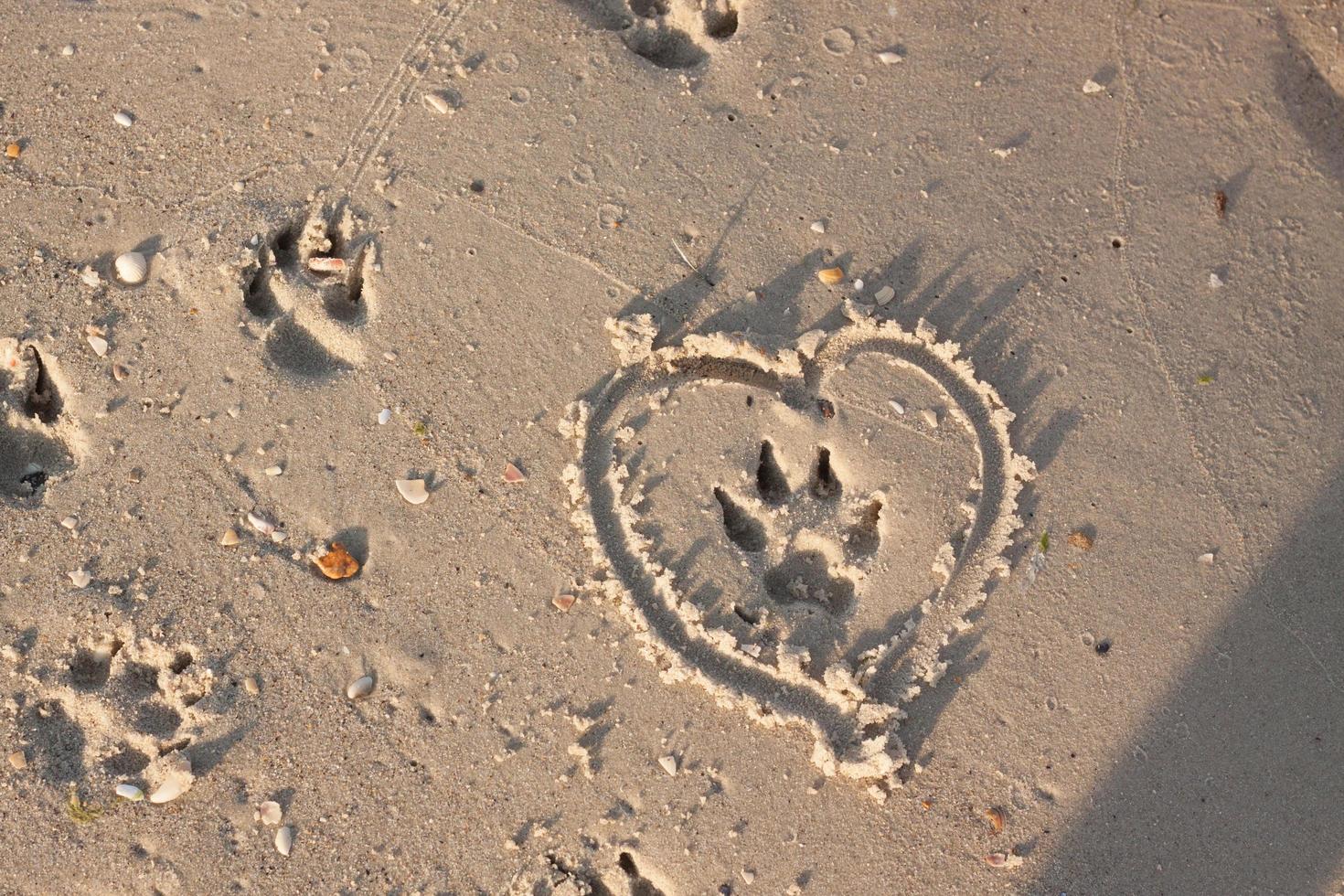 Dog footprind on wet sand and heart around it photo