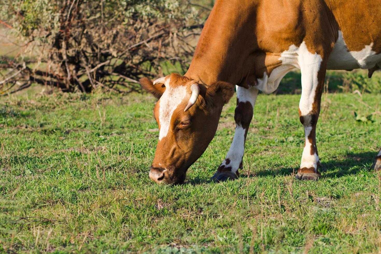 rebaño de vacas en el prado de verano, vacas pastando en la hierba. foto