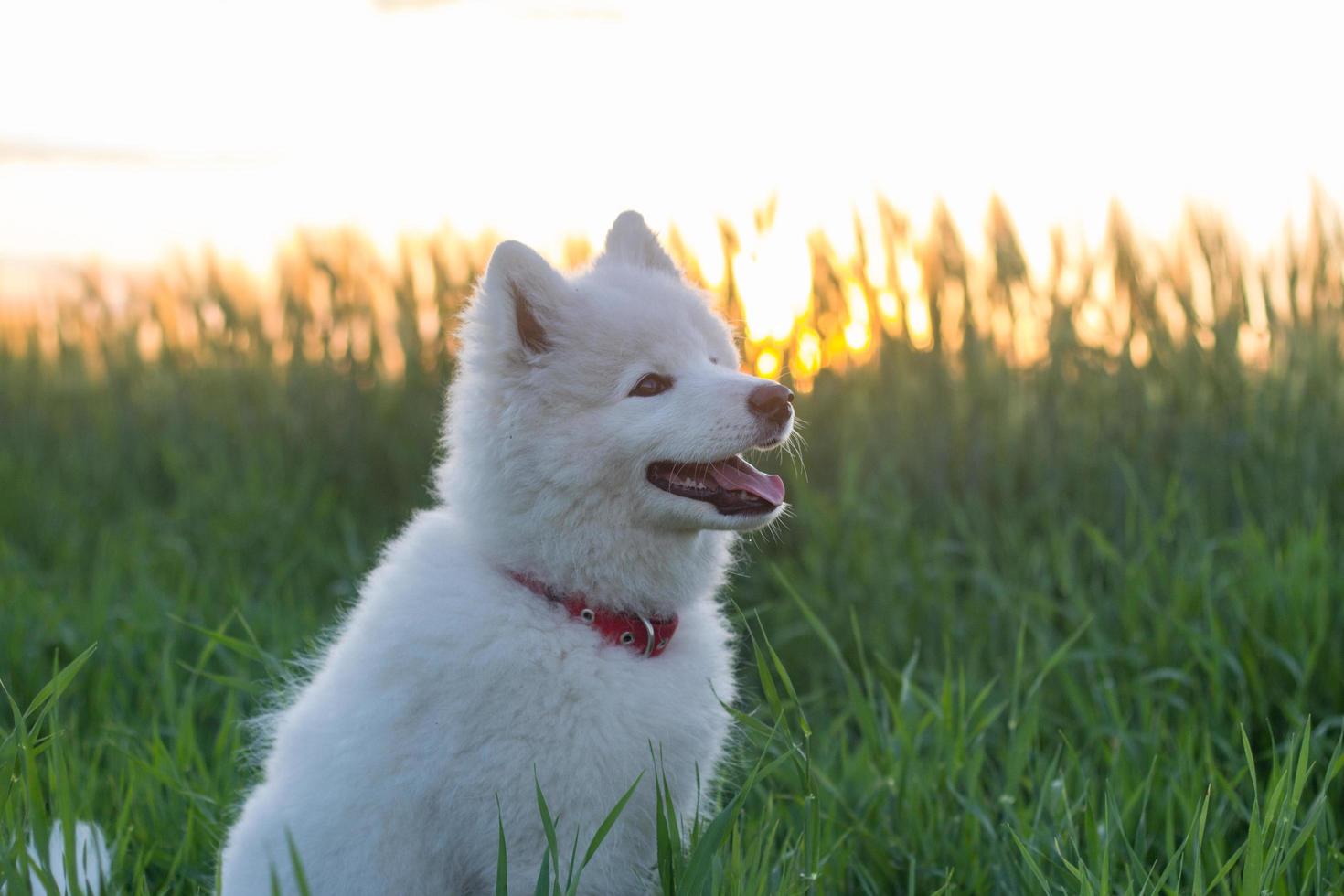 beautiful white samoyed husky playing on the green fields photo