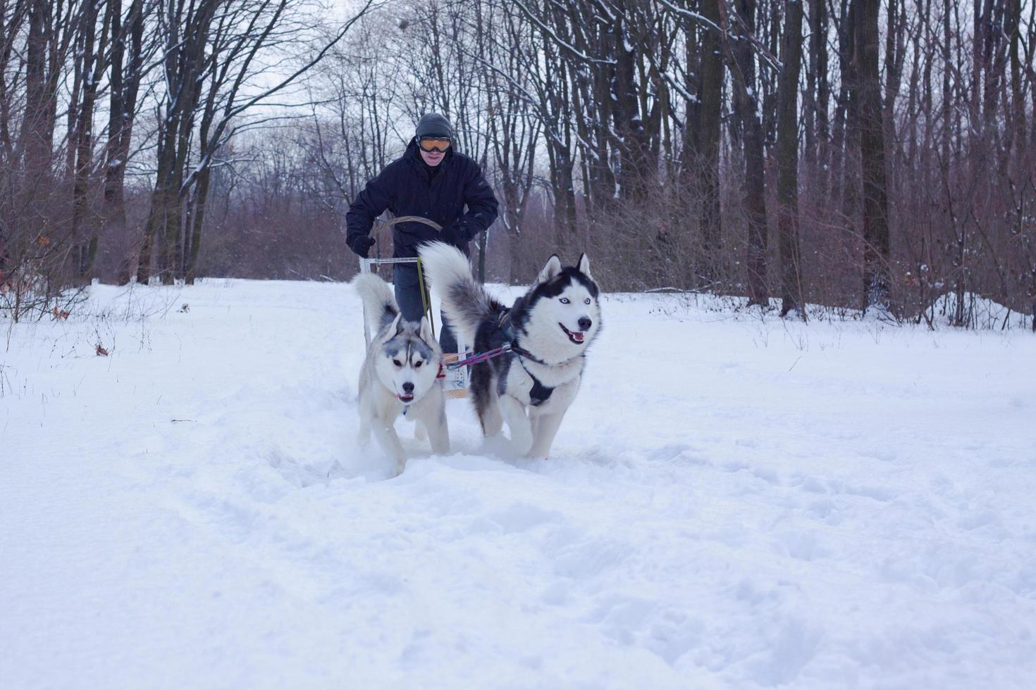 Siberian Husky dogs are pulling a sledge with a man in winter forest photo