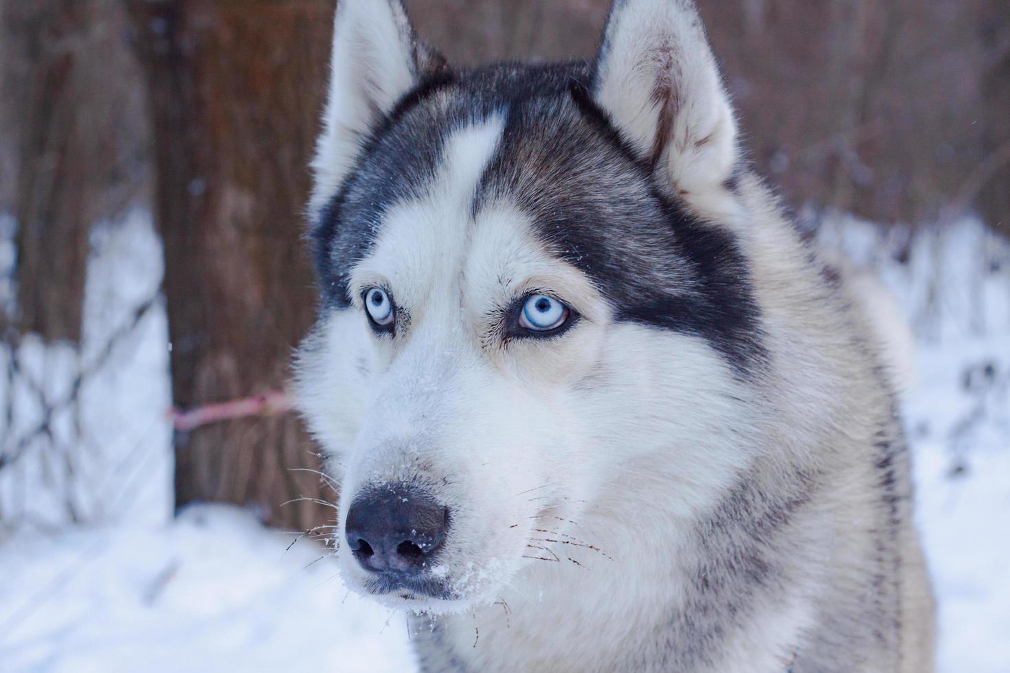 Sledge dogs in snow, race siberian husky dogs in winter forest photo