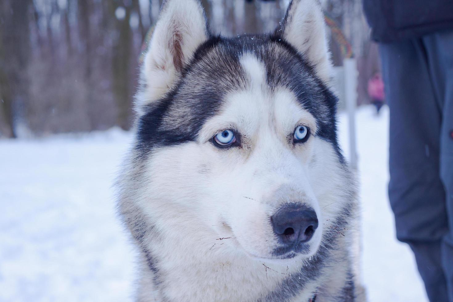 Sledge dogs in snow, race siberian husky dogs in winter forest photo