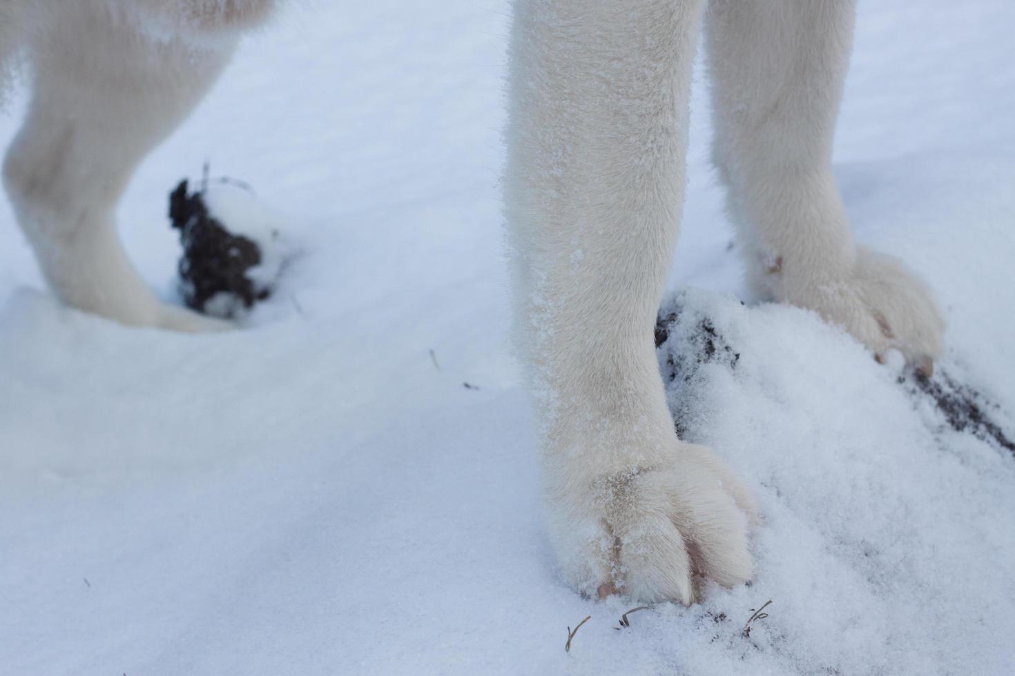 Sledge dogs in snow, race siberian husky dogs in winter forest photo