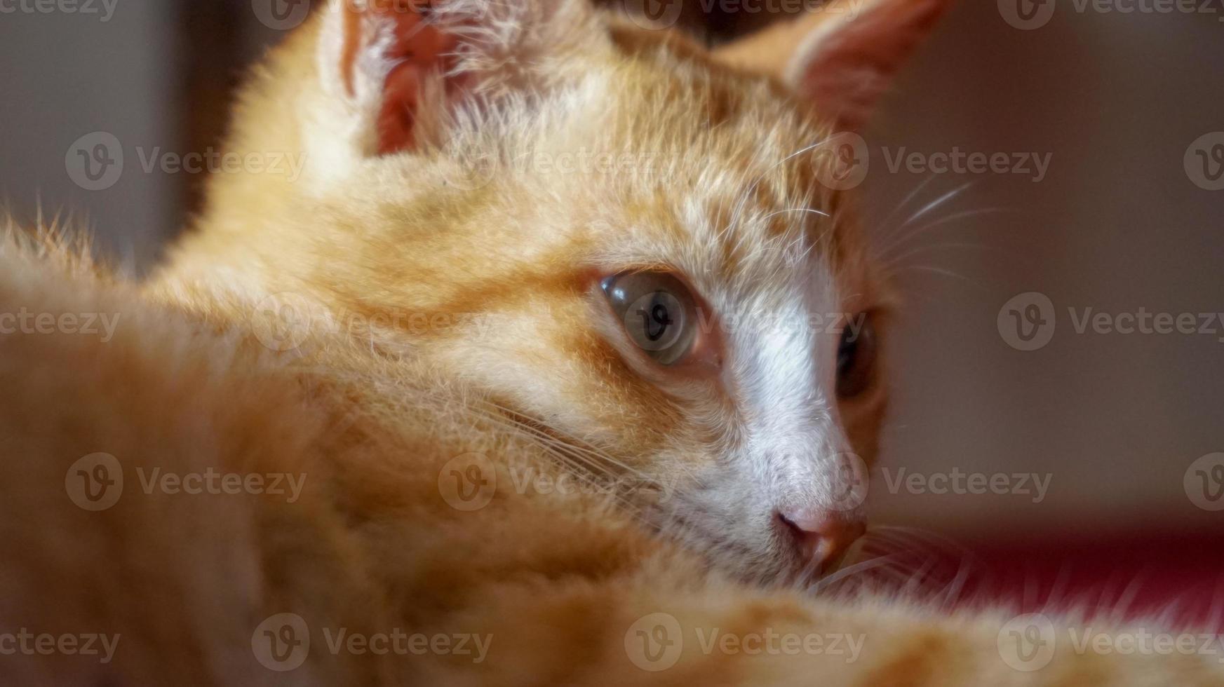 an orange cat sleeping and playing in a natural house photo