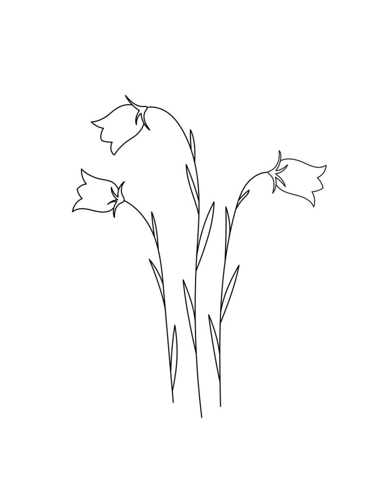 Campanula bellflowers doodle flower. Black and white with line art. Hand Drawn Botanical Illustration. vector