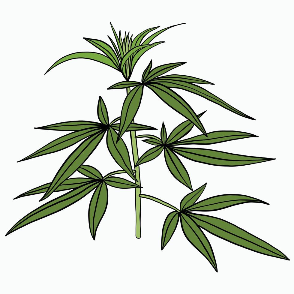 Simplicity cannabis plant freehand drawing flat design. vector