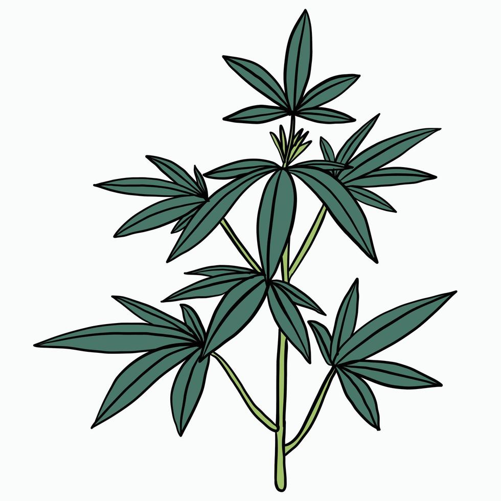 Simplicity cannabis plant freehand drawing flat design. vector