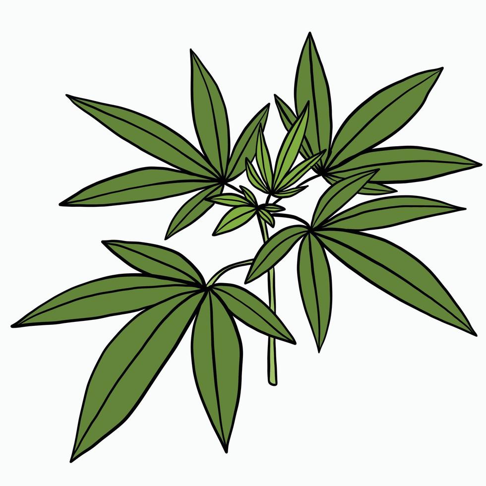 Simplicity cannabis plant freehand drawing flat design. vector