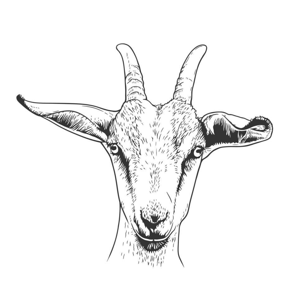 cabeza de cabra retrato dibujado a mano vector línea arte ilustración