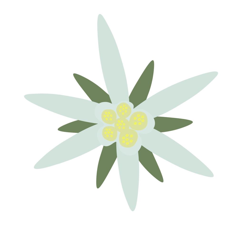 Edelweiss flowers and leaves. Vector stock illustration. Leontopodium. Cosmetic and medical plant. Isolated on a white background.