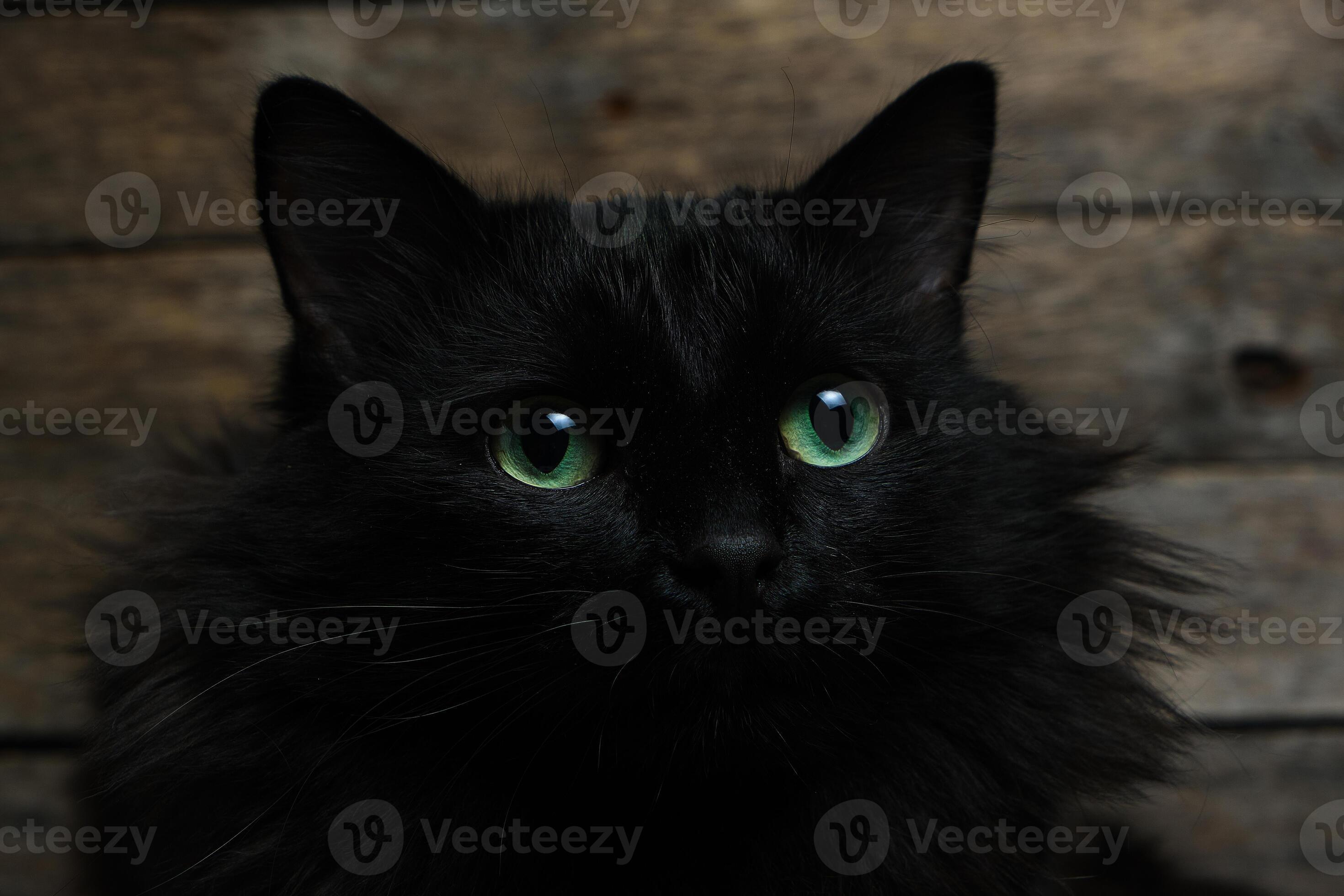 fluffy black cats with green eyes