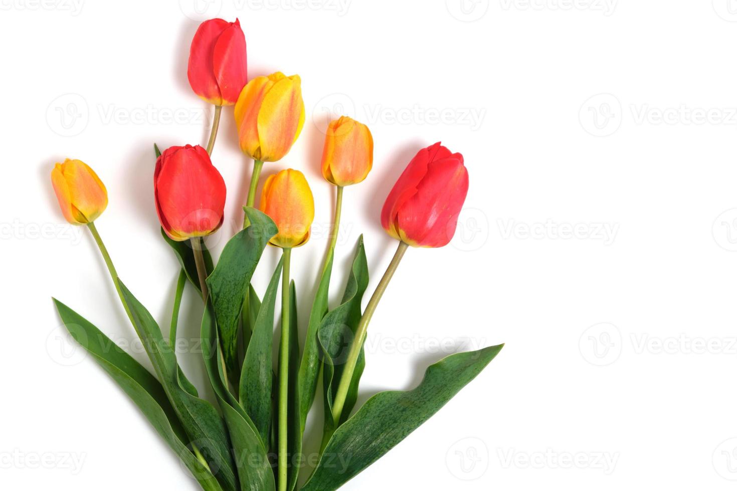 tulipanes rojos y amarillos sobre un fondo blanco. foto