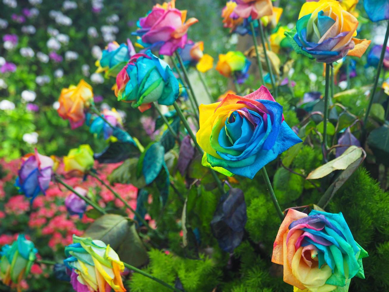 Close-up of beautiful rainbow rose are blooming in the garden photo