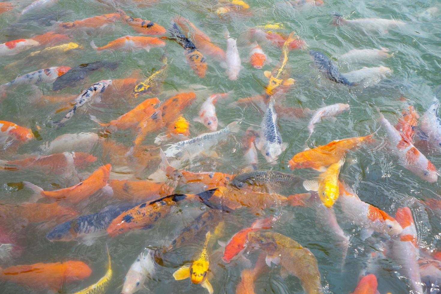 Tilapia and Koi fish or Fancy carp fish swimming waiting for food in the pond. photo