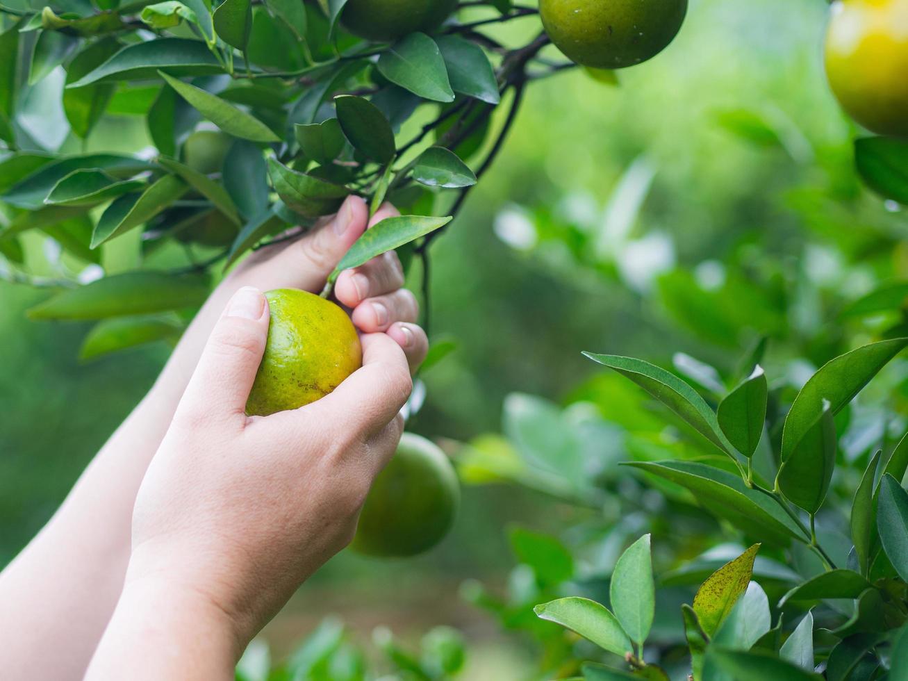 primer plano de la mano de la mujer recogiendo mandarinas maduras del árbol en plantaciones orgánicas. naranjas con vitamina c. concepto de fruta saludable foto