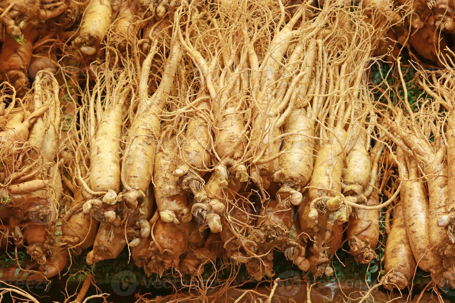 Korean ginseng root. Ginseng has been used in traditional medicine photo