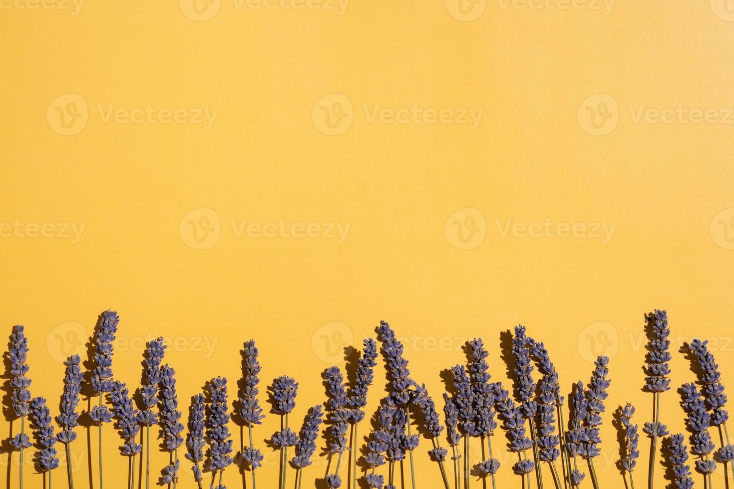 fila de lavanda seca sobre fondo amarillo foto