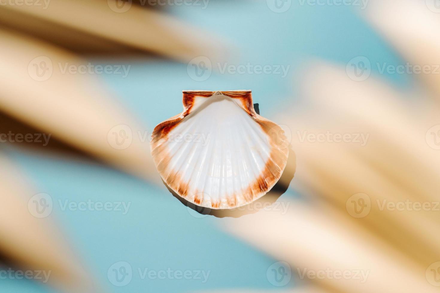 Scallop seashell on blue background with dry palm leaves photo