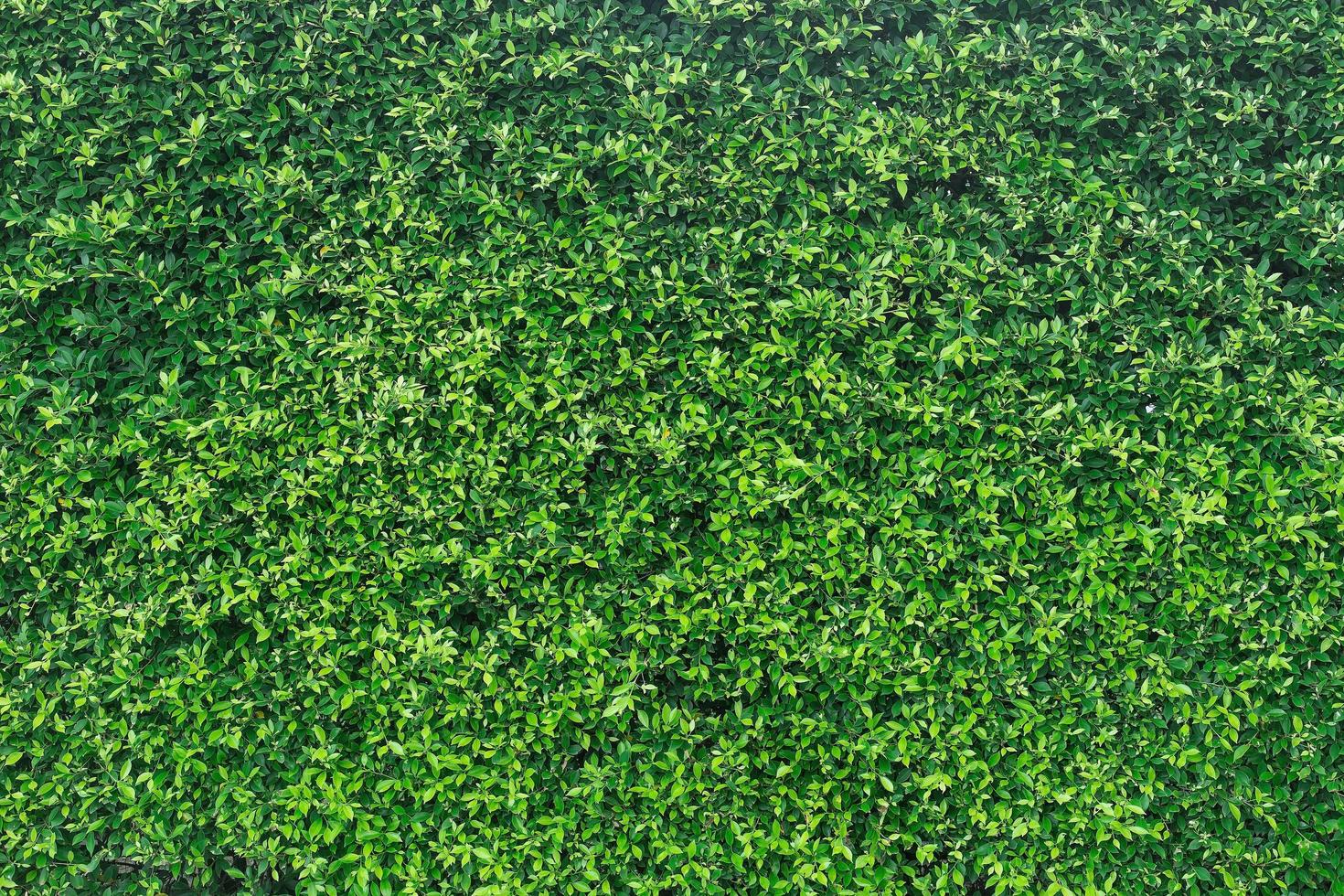 panorama de pared de hojas verdes para obras de arte y diseño de fondo tema de la naturaleza foto