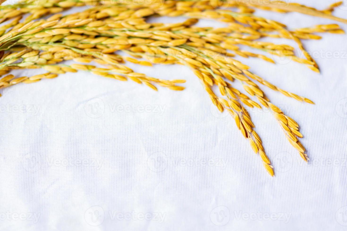 The rice seed placed on the white cloth. photo