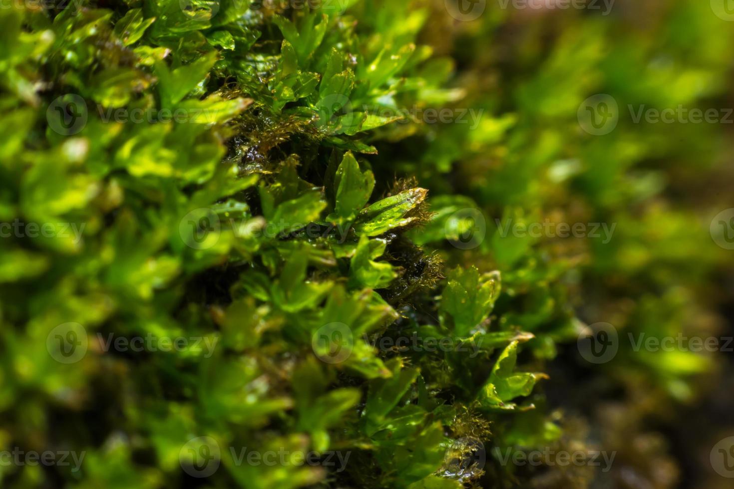 Fern growing in the backyard. photo