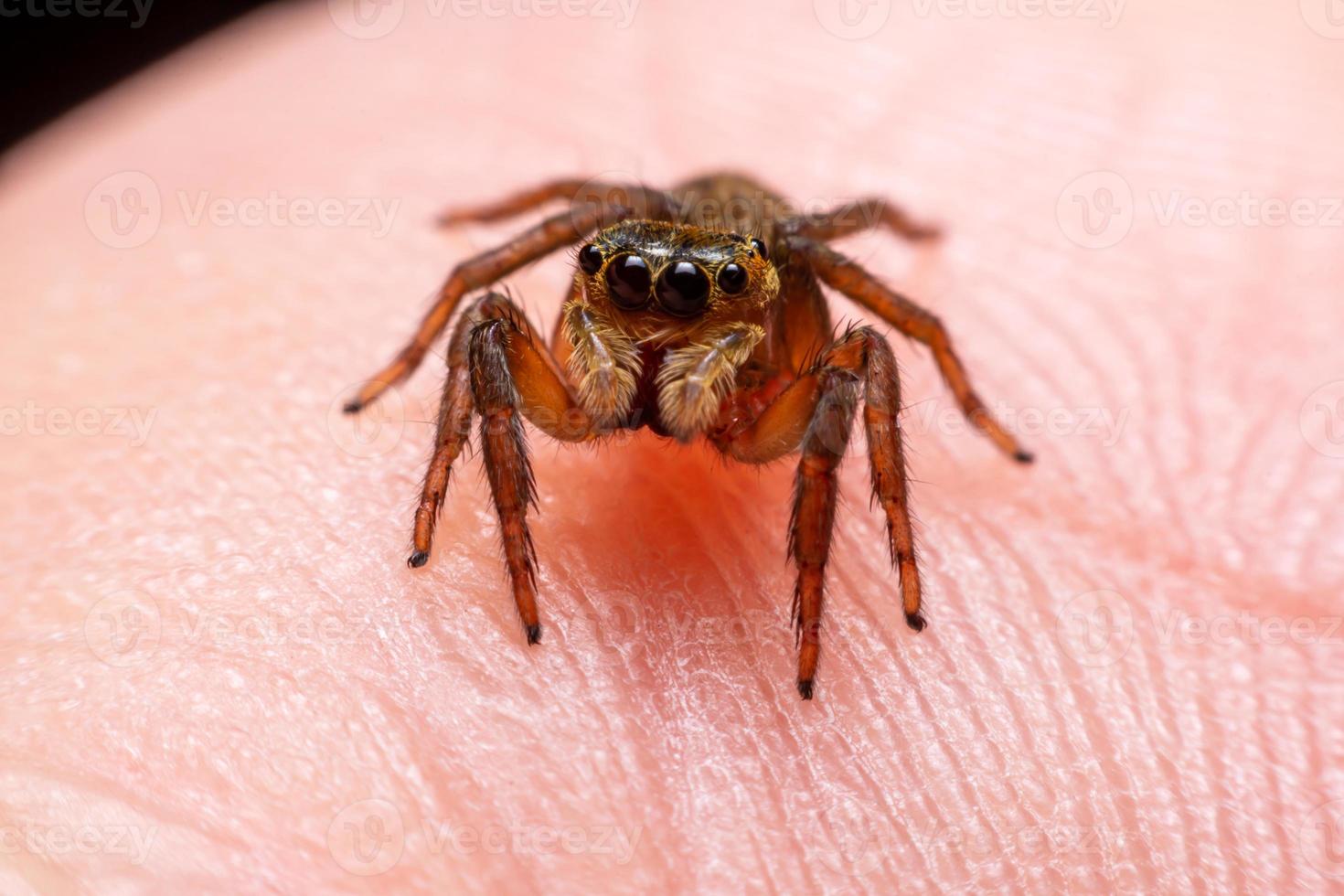 Close up jumping spiders on the hand photo