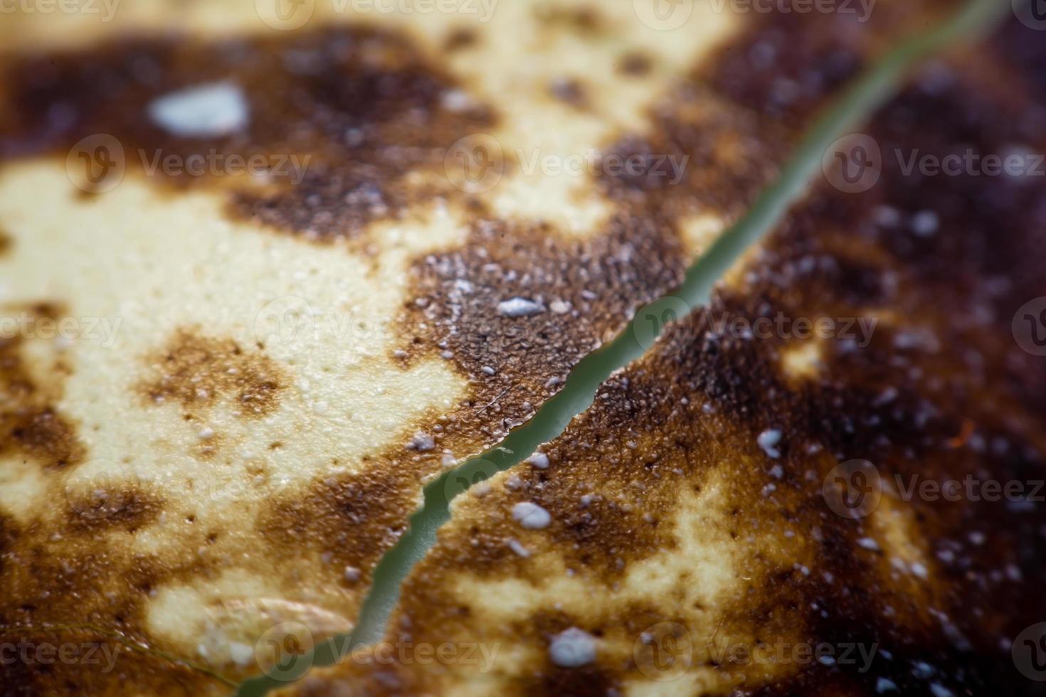 Close Up The egg of quail photo