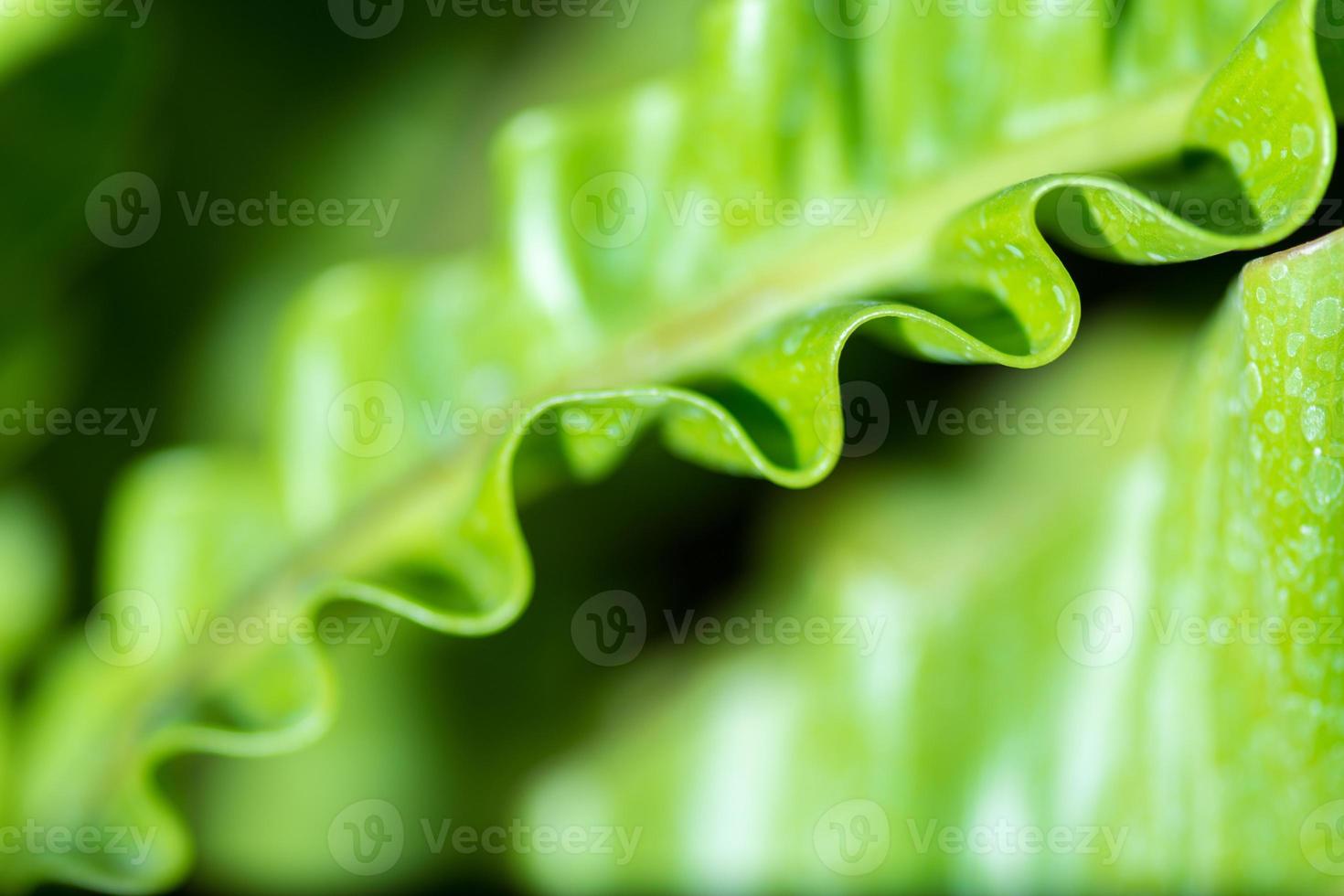 Pattern of leaf edges photo