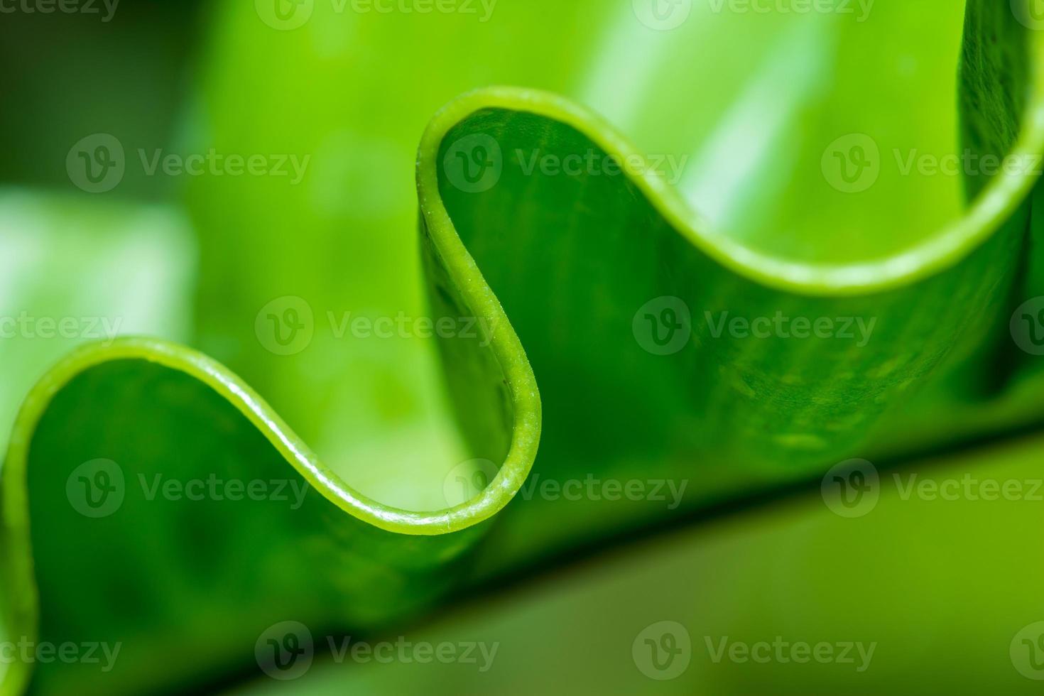 Pattern of leaf edges photo