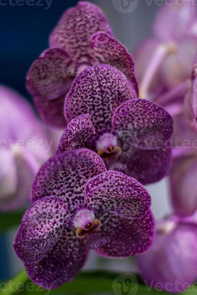 Cerrar orquídeas moradas foto